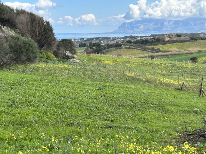 IMG 3138 680x510 - Terreno agricolo panoramico contrada Gagliardetta - Castellammare del Golfo